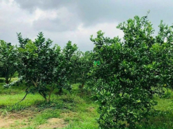 Cần bán vườn quýt sau lưng Trung tâm hành chính huyện Định Quán