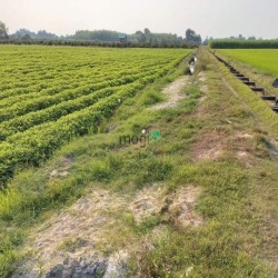 Bán đất Gò Dầu. cách KCN Hiệp Thạnh 2km Giá chỉ: 520 triệu/m ngang. Di