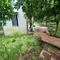 Cho thuê nhà và đất ở Tứ liên  3500m2 làm Homestay, nhà hàng hoặc để ở