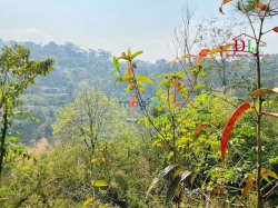 Bán đất Đặng Thái Thân Phường 3 Đà Lạt thích hợp đầu tư sinh lời