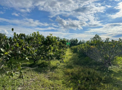 Bán 20,031m2 đất trồng cây lâu năm hồng liêm đường ô tô chỉ 190k/m2