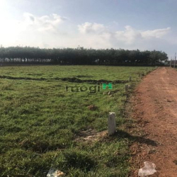 Úp 7 lô Phước minh dương minh châu đường nhà nước đang làm 5x30full th