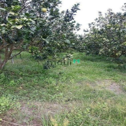 [Bể hụi bán] ĐẤT TRƯỜNG ĐÔNG Hoà Thành Tây Ninh giá chỉ 370 triệu shr