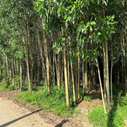 Đất bán 1000m2 giá 4,5tr/m2 có 200m2 thổ cư Xã Bình Lợi giá tốt đầu tư