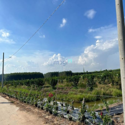 Đất bán 1000m2 giá 4,5tr/m2 có 200m2 thổ cư Xã Bình Lợi giá tốt đầu tư