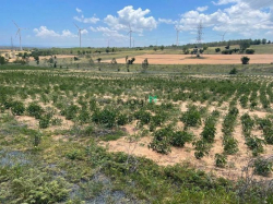 Cần bán lô đất farm Tuy Phong, Bình Thuận 4933m2