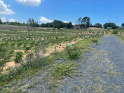 Cần bán lô đất farm Tuy Phong, Bình Thuận 4933m2