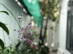 Chủ gửi em Nhi bán Biệt Thự KDC 10 mẫu, DT 165m2 sổ hồng sang tên ngay