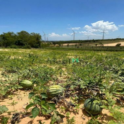 Cần bán lô đất farm Tuy Phong, Bình Thuận diện tích 5091m2