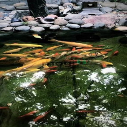 VILLA phong cách ĐẠI GIA-Q2 hồ cá KOI sân vườn mát rượi hí hí