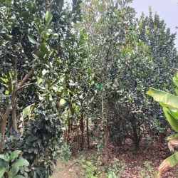 Bán vườn Bưởi và Mít xã Cây Gáo , Trảng Bom , Đồng Nai