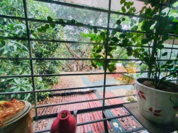 Bán nhà tt Kim Liên, lô góc dt 100m, 4 pn, giá 2,68 tỷ có thương lượng