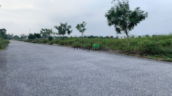 Bán đất SXKD tại Cụm Khu CN Hậu Lộc