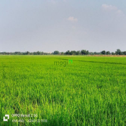 Chính chủ cho thuê đất nông nghiệp trồng lúa 10300m giáp Tân Hiệp Hóc