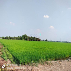 Chính chủ cho thuê đất nông nghiệp trồng lúa 10300m giáp Tân Hiệp Hóc