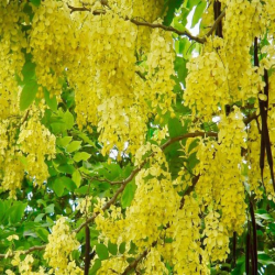 Bán Biệt Thự 150 Nguyễn Văn Hưởng, Thảo Điền. DT 17x40m 4 Tầng 249 tỷ
