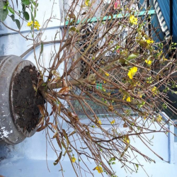 Cho thuê phông trô quan10 đùóng hòa hùng