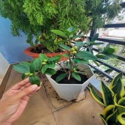 Bán nhà cực đẹp bàu cát P14 Tân Bình 70m2 3 tầng, ngang 5m chỉ 10,8 tỷ