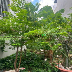 Bán đất Hẻm xe tải - 120x Nguyễn Duy Trinh, 4.4x12m giá nhỉnh 2.7 tỷ