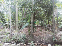 Cho thuê 2100m đất đã có sẵn vườn cây ăn trái