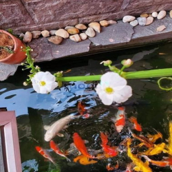 Bán Nhà MT siêu đẹp Quận 8 149m2 4.8x32, 5PN, hồ cá Koi chỉ 10.5 tỷ TL